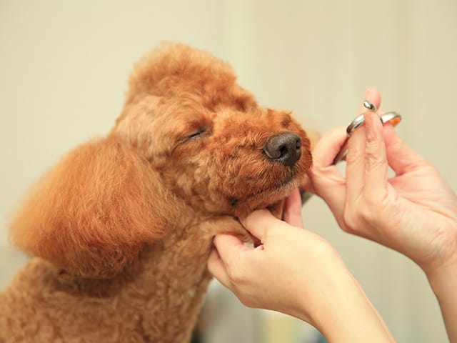 トリミング中のワンちゃん